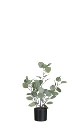Eukalyptus im Topf